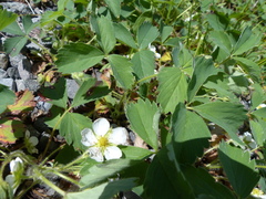 Fragaria cascadensis