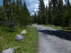 Fragaria cascadensis