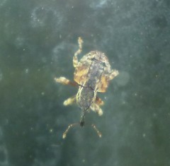 Conotrachelus anaglypticus