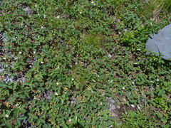 Fragaria cascadensis