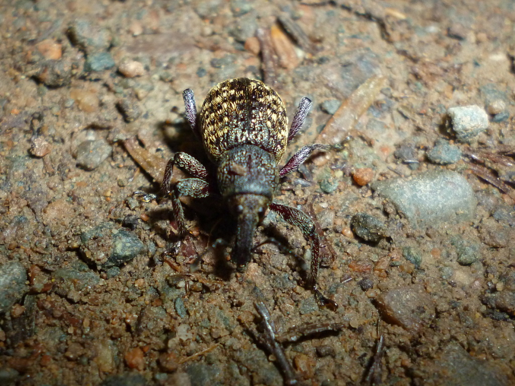 Couper Collar Weevil