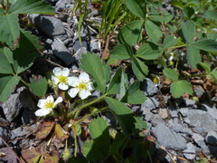 Fragaria cascadensis