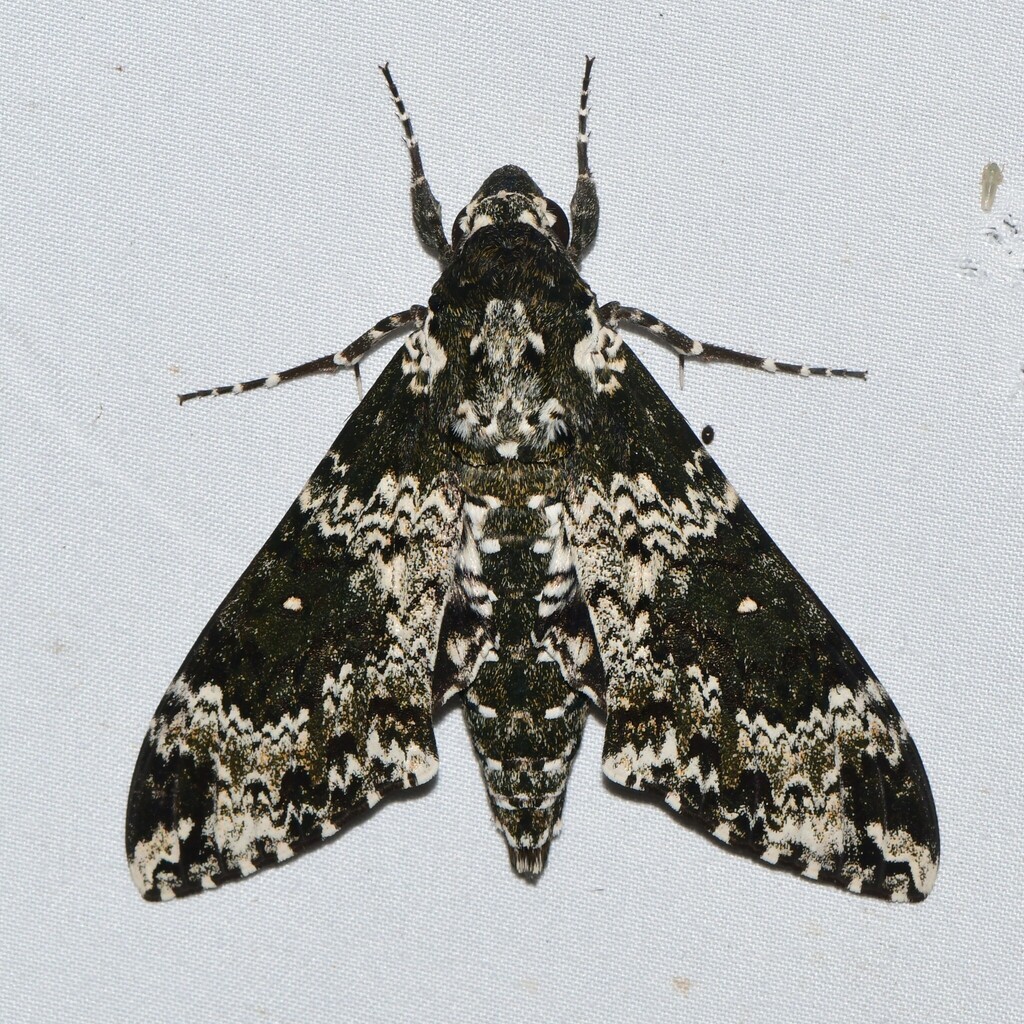Rustic Sphinx from Caddo Parish, LA, USA on July 8, 2023 at 05:22 AM by ...