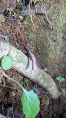 クモタケ