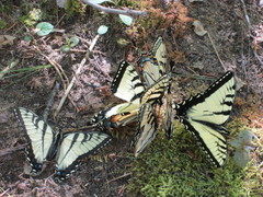 Papilio appalachiensis