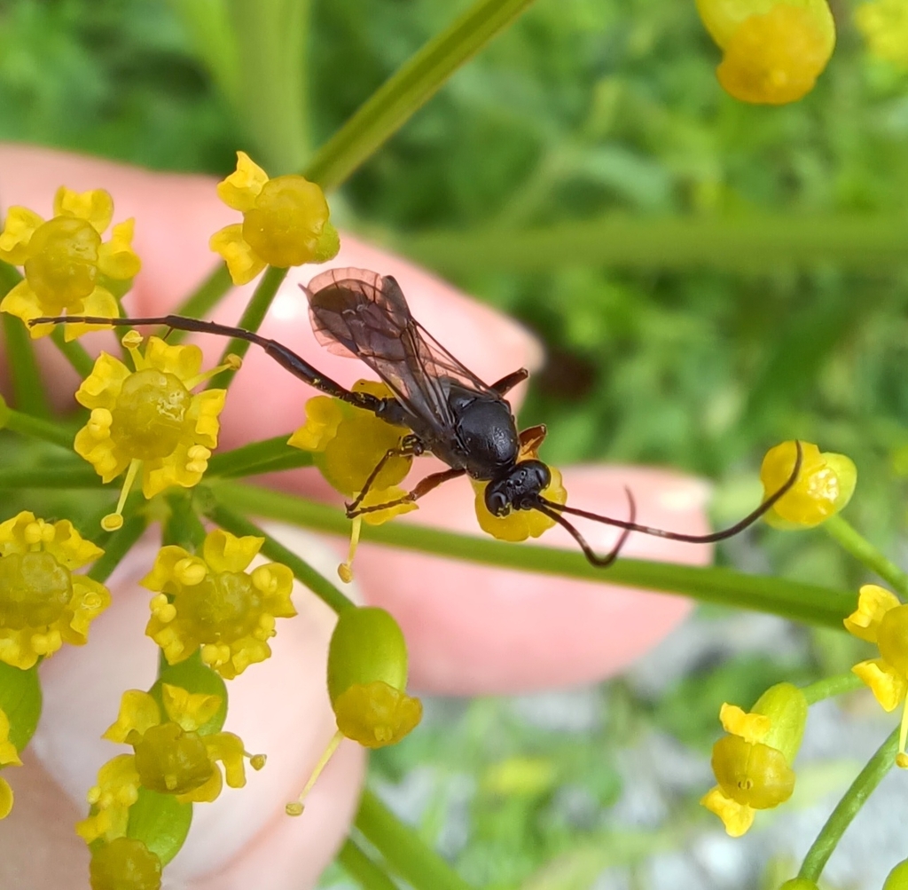 Ichneumonid and Braconid Wasps from Nieuwmunster Duinenstraat 8377 Zuienkerke België on July 6