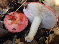 Russula silvicola