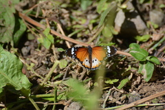 Danaus chrysippus alcippus