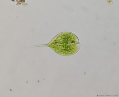 Phacus longicauda