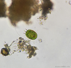 Trachelomonas armata