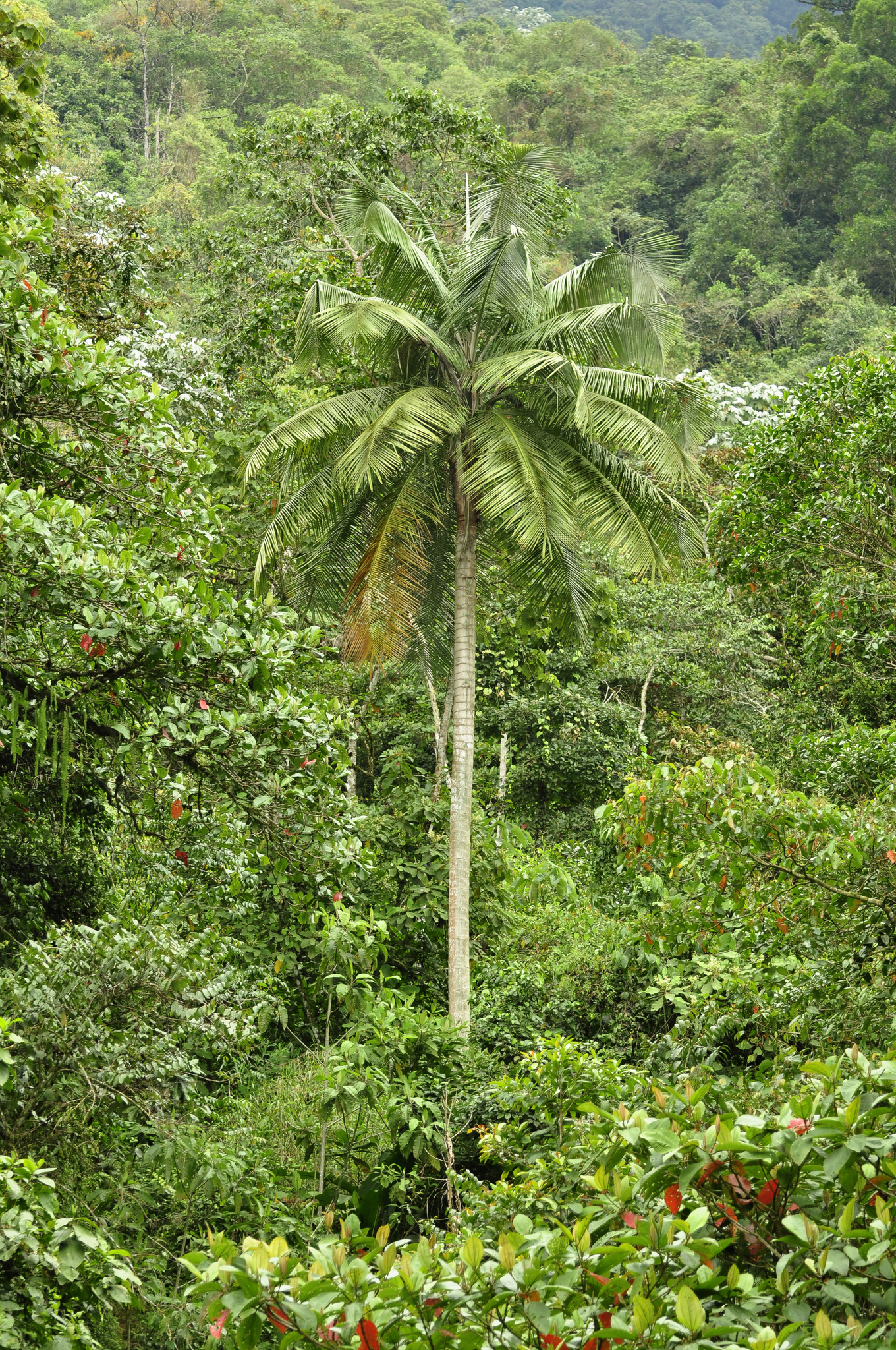 Ceroxylon alpinum