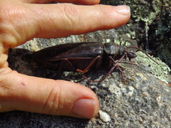 Cacosceles newmannii