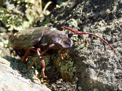 Cacosceles newmannii