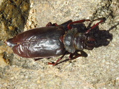 Cacosceles newmannii