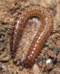 Cleidogona