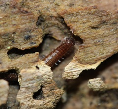Cleidogona