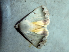 Ophiusa dianaris