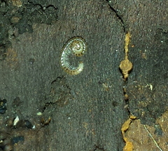 Blaniulidae