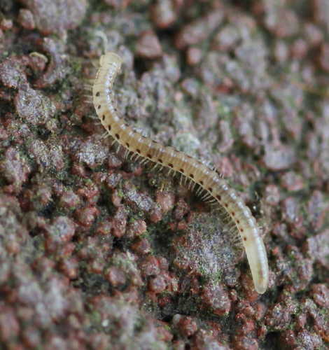 Virgoiulus minutus