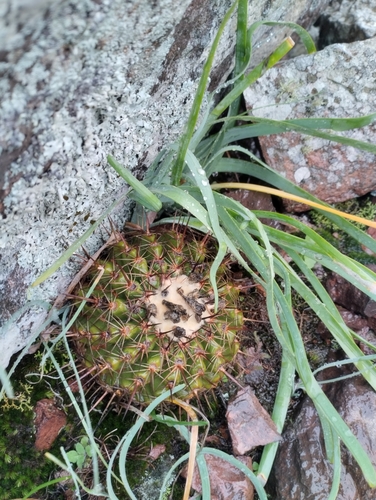 Parodia neoarechavaletae