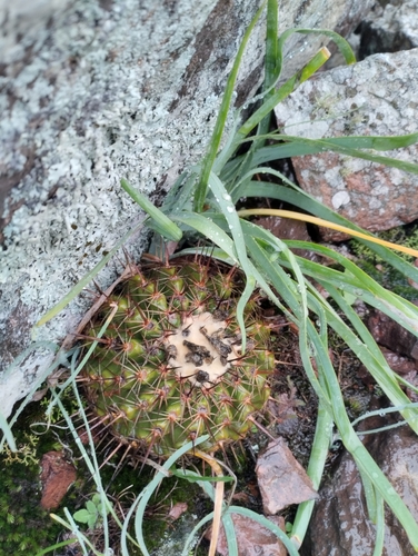 Parodia neoarechavaletae