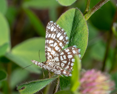 Chiasmia clathrata