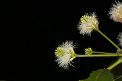 Inga densiflora