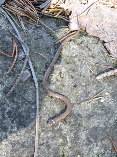 Photo of a Southeastern Crowned Snake (Tantilla coronata)