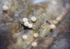 Lasionectria lecanodes