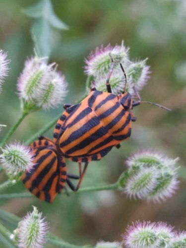 Talijanski prugasti smrdljivac (Graphosoma italicum)