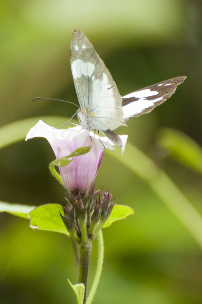 Crisia Mimic-White