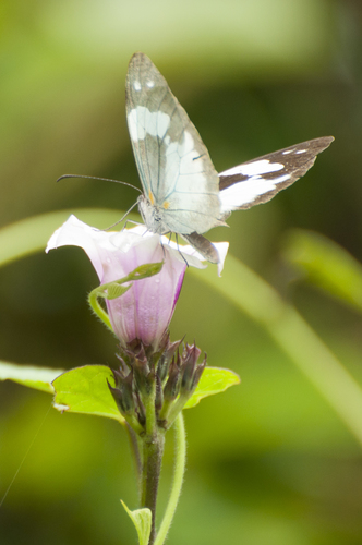Crisia Mimic-White