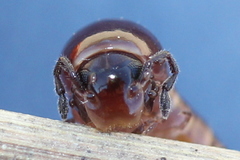 Aniulus garius