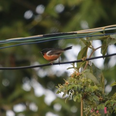 Diglossa brunneiventris