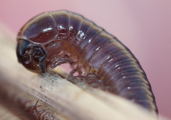 Aniulus garius