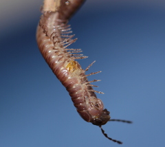 Aniulus garius