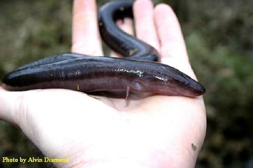 Two-toed Amphiuma