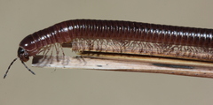 Aniulus garius