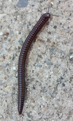 Aniulus garius
