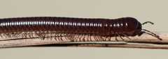 Aniulus garius