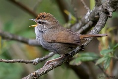 Grey-Sided Bush Warbler photo 2