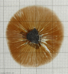 Gymnopilus luteofolius image