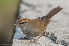 Grey-Sided Bush Warbler photo 5