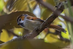Black-Throated Parrotbill photo 3