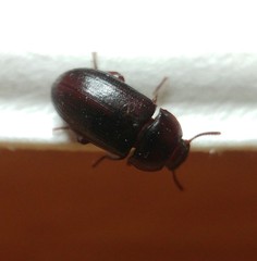 Alphitobius laevigatus