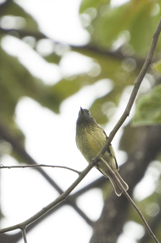 Olive-striped Flycatcher