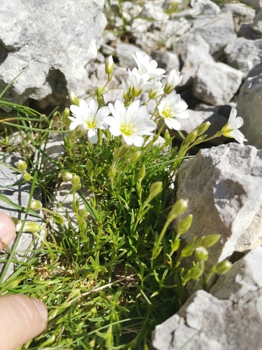 Image of Cerastium julicum by (c) Ljaž, some rights reserved (CC BY)