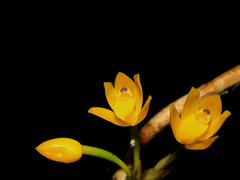 Scaphyglottis aurea