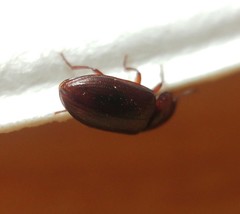 Alphitobius laevigatus