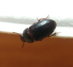 Alphitobius laevigatus